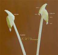  Stamens